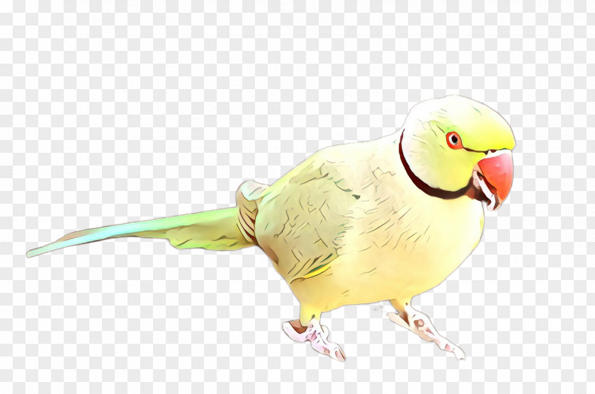 Wing Budgie Bird Parakeet Parrot Beak PNG