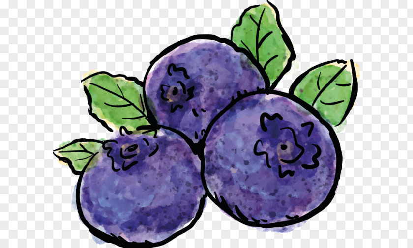 Blueberry Photography Painting Drawing PNG