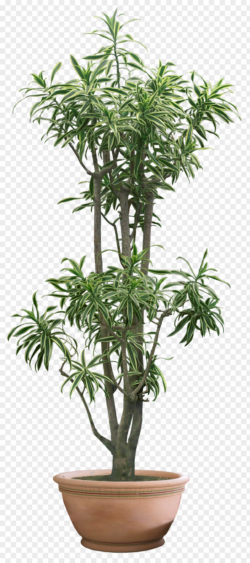 Bush Tree Bamboo Houseplant Bonsai Penjing PNG