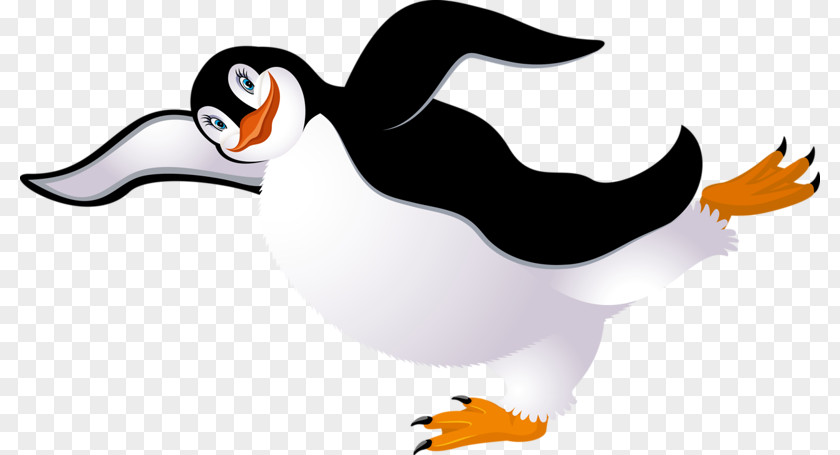 Cute Penguin Bird Clip Art PNG