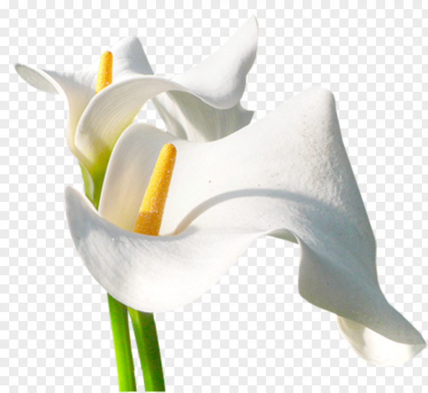 Flower Arum-lily Photography PNG