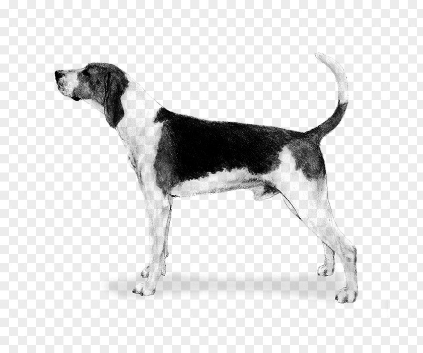 Harrier Treeing Walker Coonhound English Foxhound American Grand Anglo-Français Tricolore PNG