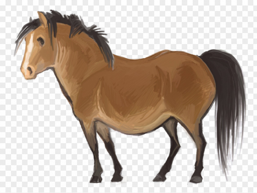 Mustang Pony Stallion Mane Thoroughbred PNG