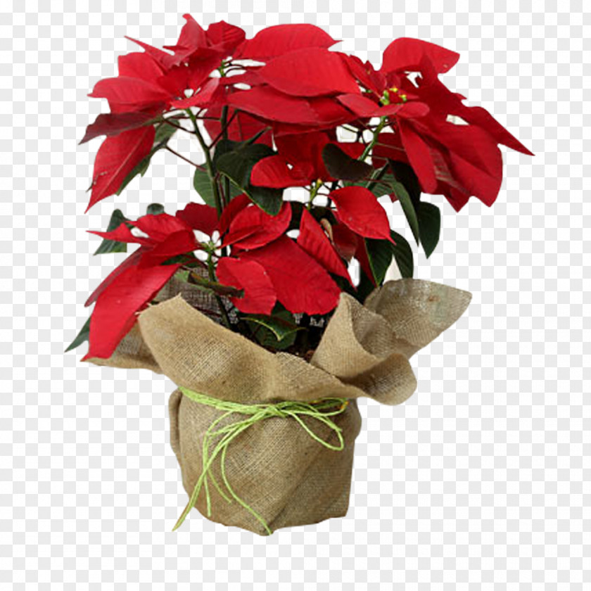 Plant Garden Roses Poinsettia Flower PNG