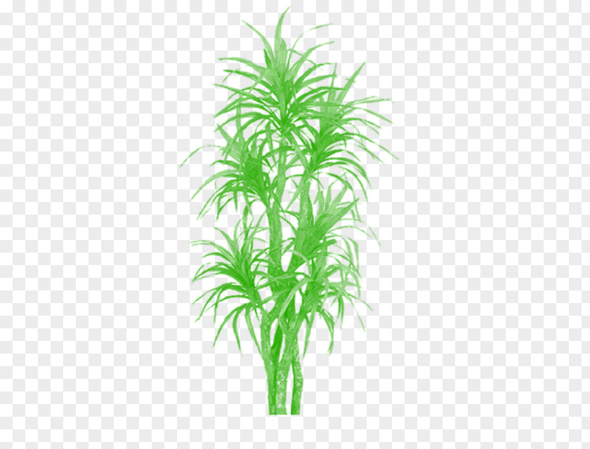 Plants Palm Trees Areca Bamboo PNG