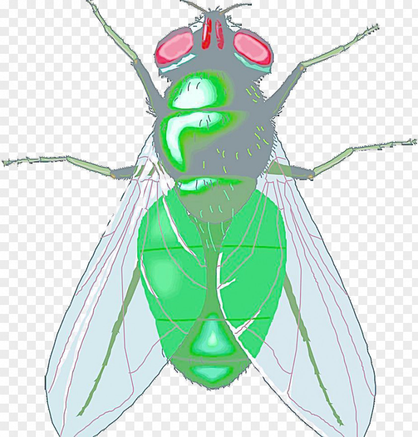 Textured Cartoon Insect Housefly Free Content Clip Art PNG