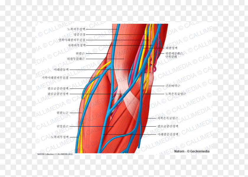 Blood Elbow Vessel Ulnar Nerve Anatomy PNG