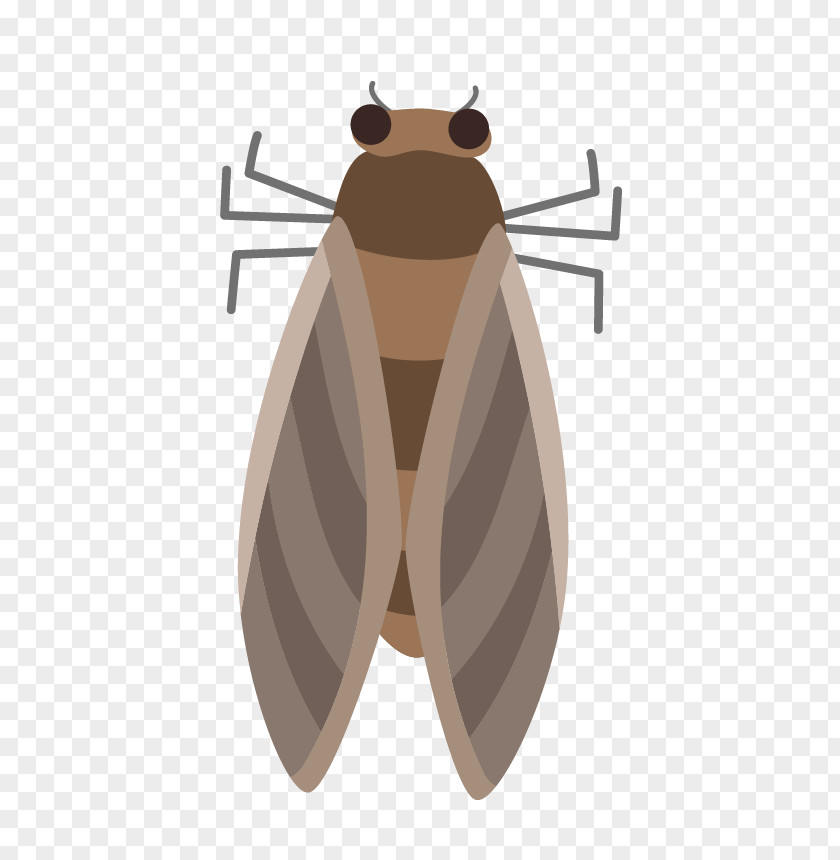 Butterfly Moth Insect Pest PNG