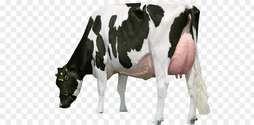 Cow PNG clipart PNG