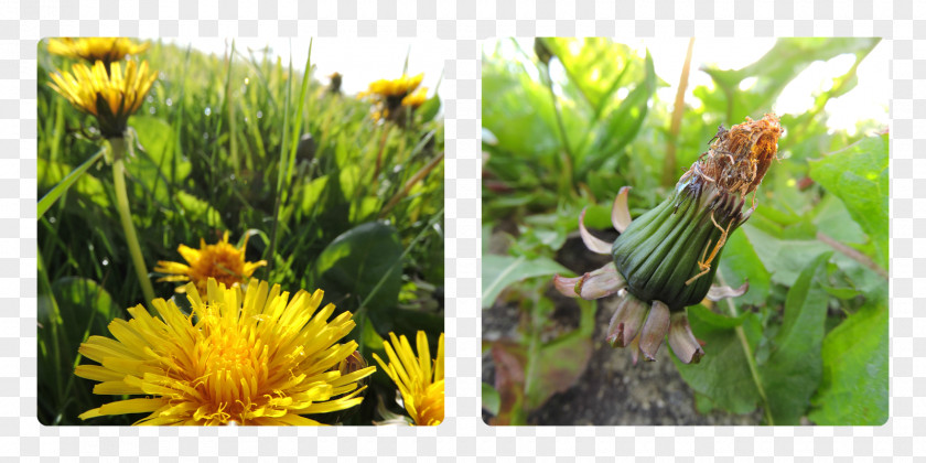 Dandelion Seeds Wildflower Pollinator Insect Information PNG