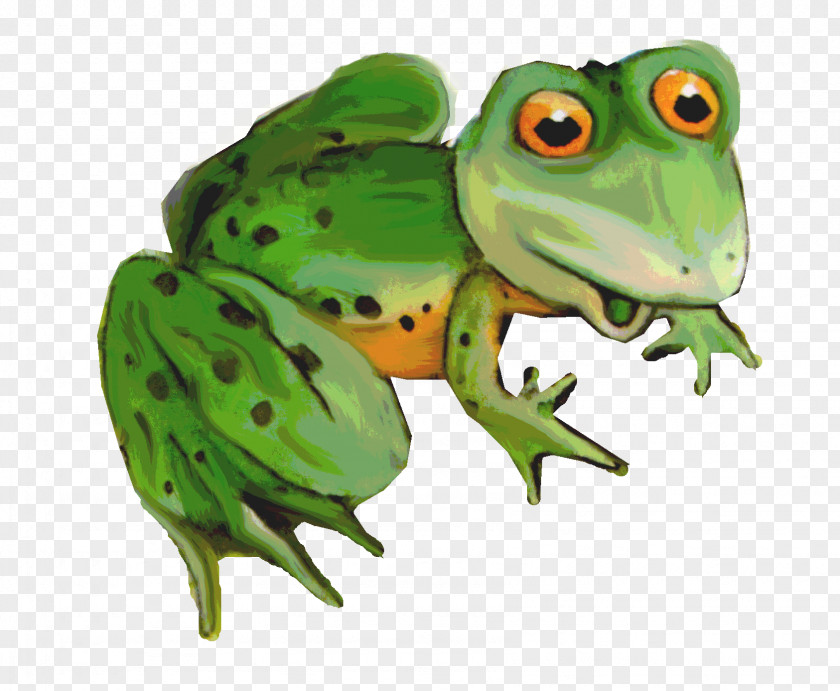 Frog American Bullfrog Toad Tree True PNG