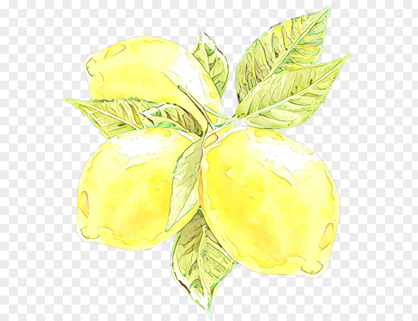 Herbaceous Plant Food Yellow Leaf Flower Fruit PNG
