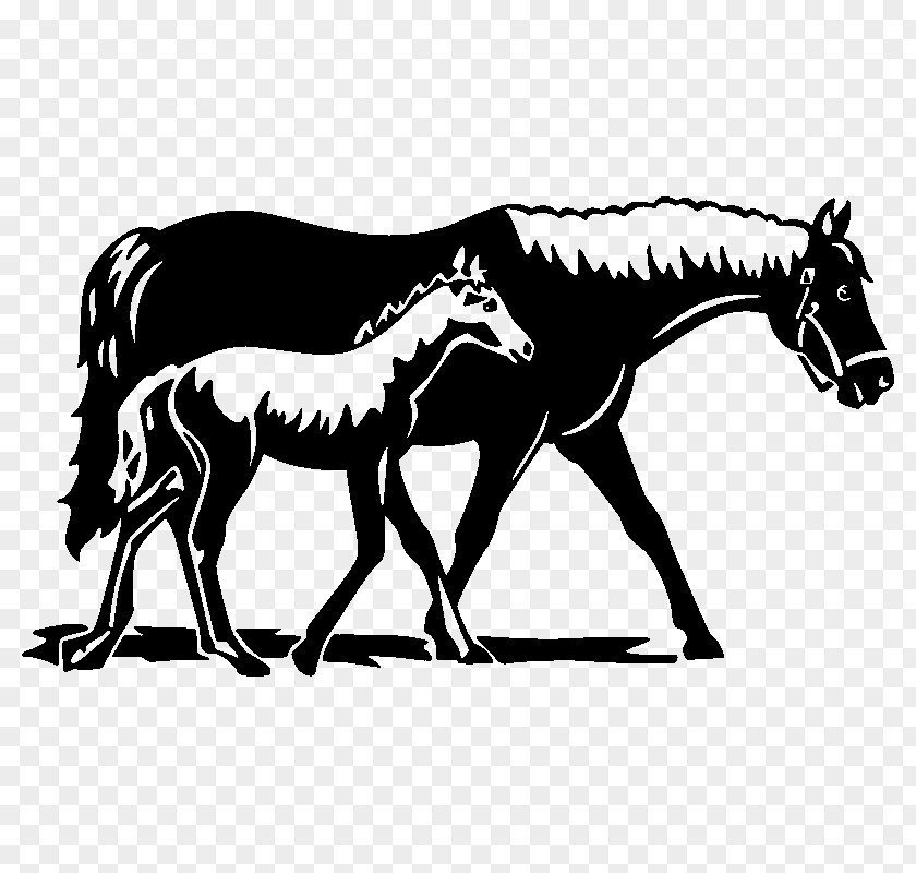 Horse Foal Colt Mare Wall Decal PNG