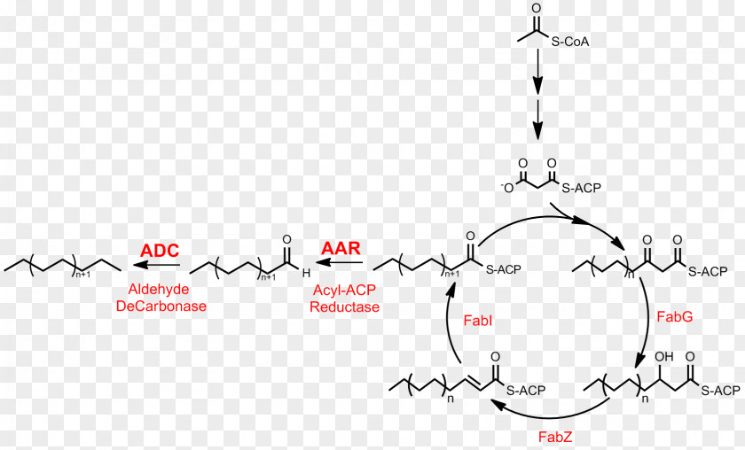 Pathway Alkane Energy UK Ltd Fatty Acid Synthesis Biosynthesis PNG