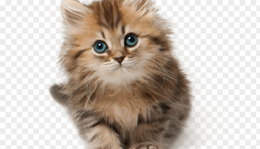Praying Kitten Munchkin Cat Puppy Tonkinese Clip Art PNG