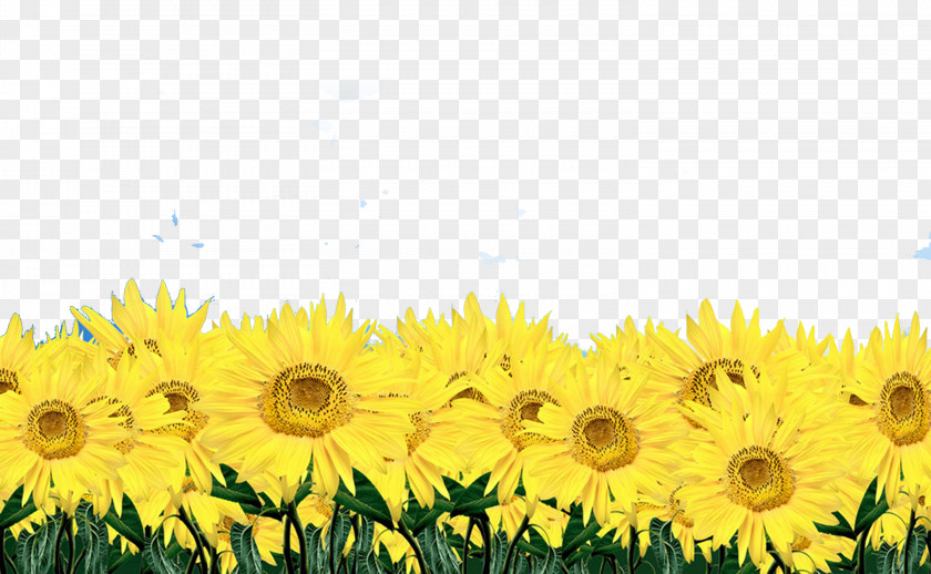 Sunflower Flowers Vase With Twelve Sunflowers Common Display Resolution Wallpaper PNG