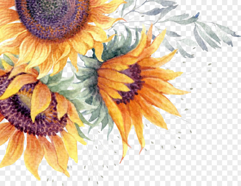 Sunflower Watercolor Card Common Clip Art Image Painting PNG