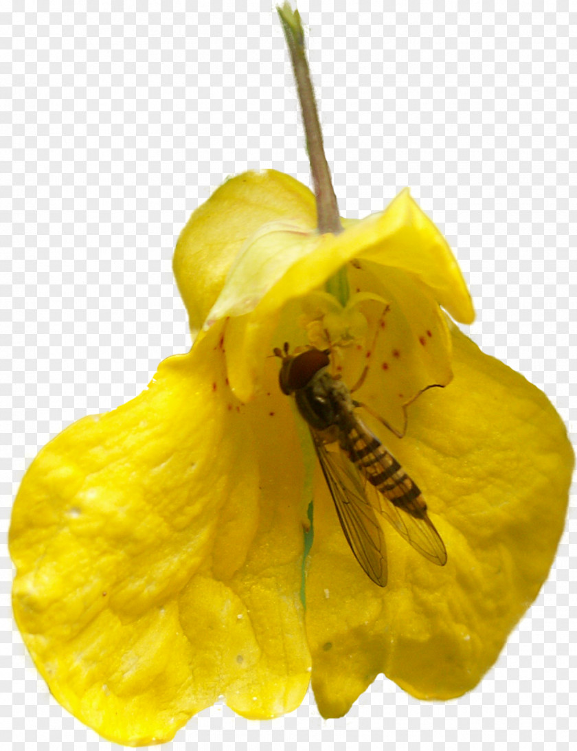 YELLOW Honey Bee Insect Flower Light PNG
