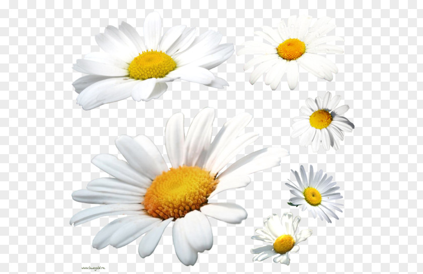 Camomile German Chamomile Flower Acne Face PNG
