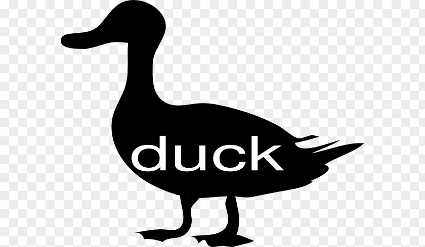 Duck Mallard American Pekin Bird Goose PNG