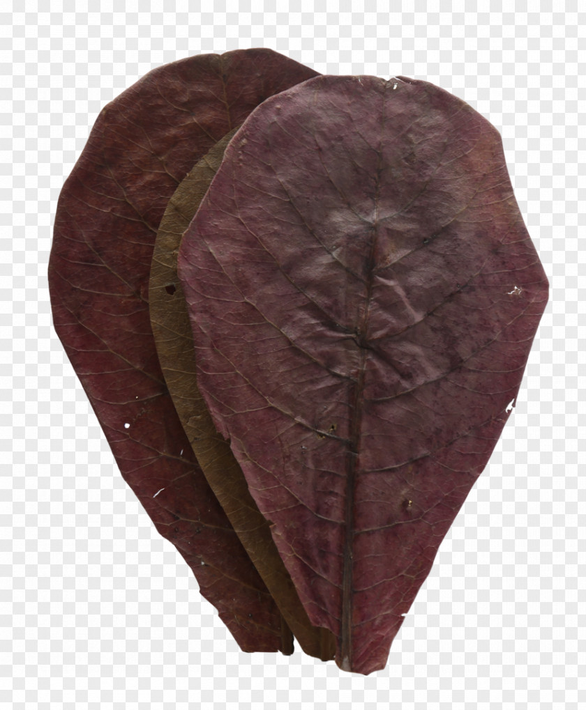 Leaf Maroon PNG