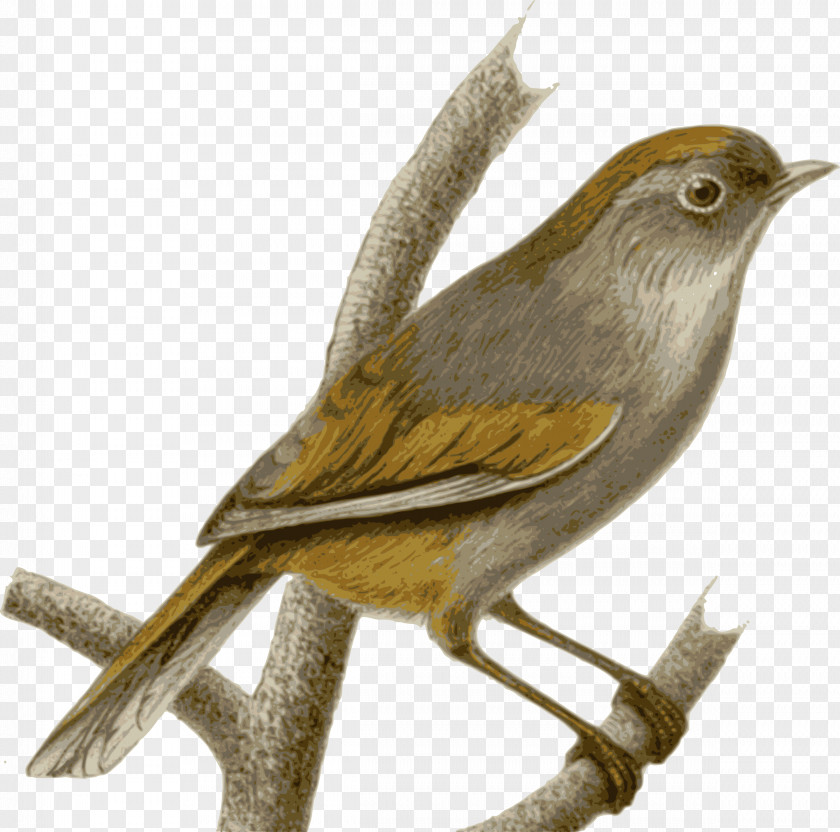 Sparrow Bird Spectacled Fulvetta Common Nightingale PNG