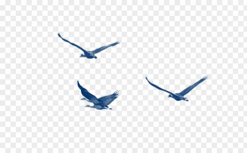 Blue Birds Decoration Bird Download Pattern PNG