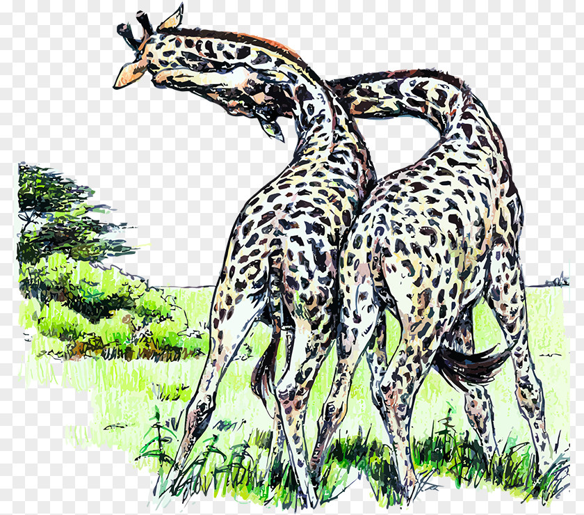 Giraffe Northern Felidae Animal Ruminant PNG