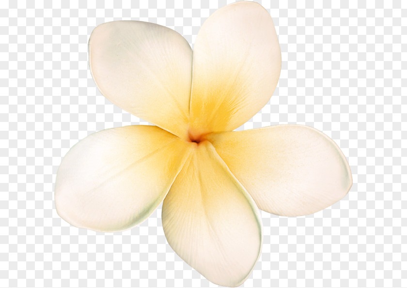 Petal Centerblog Flower PNG