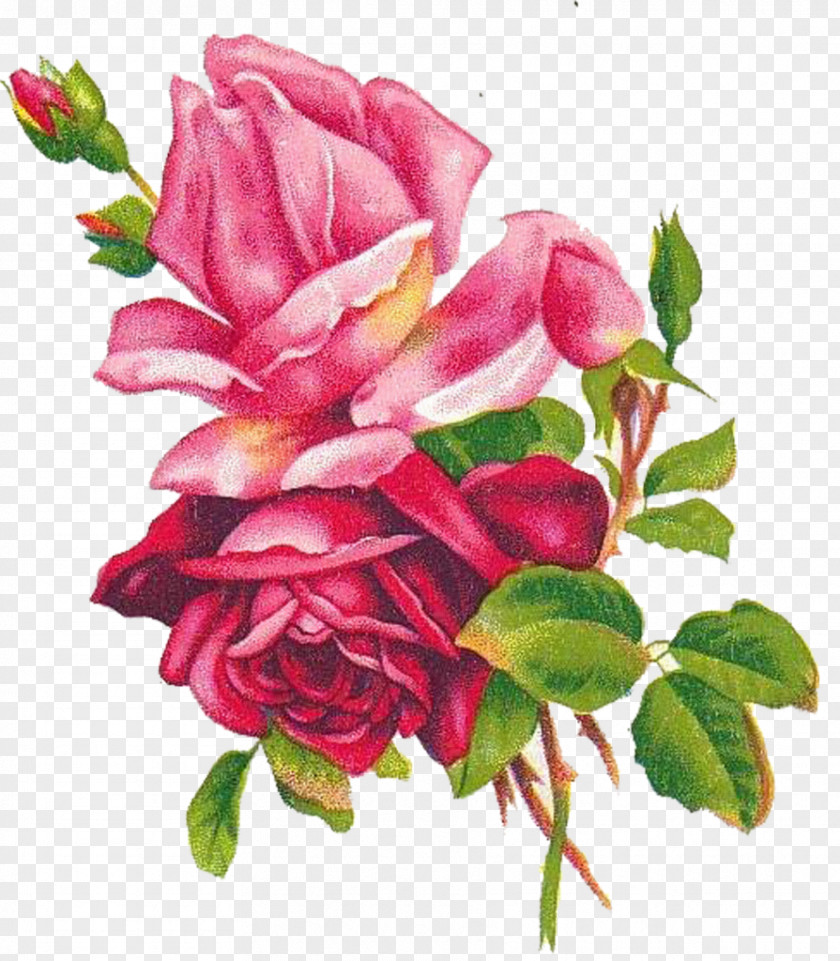 Watercolor Pink Beach Rose Flower Blue Painting Drawing PNG