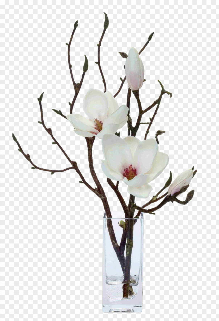 White Flower Flowers Floral Decoration Software Installed Magnolia Artificial Design Floristry PNG