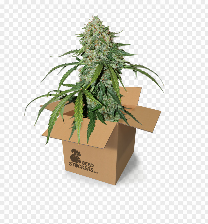 Cannabis Autoflowering Cannabidiol Cultivation Sativa PNG