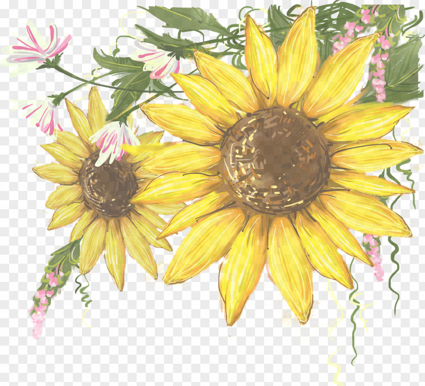 Daisy Family Wildflower Sunflower PNG