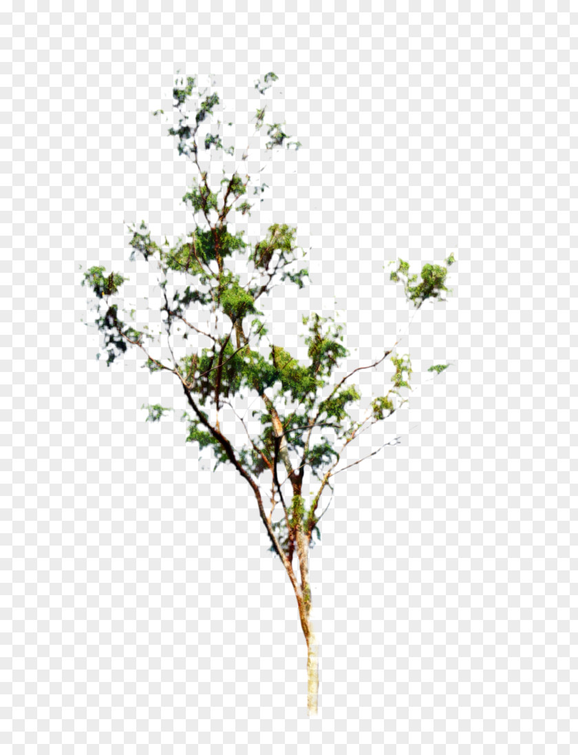 Flower Bouquet Garden Roses Twig PNG