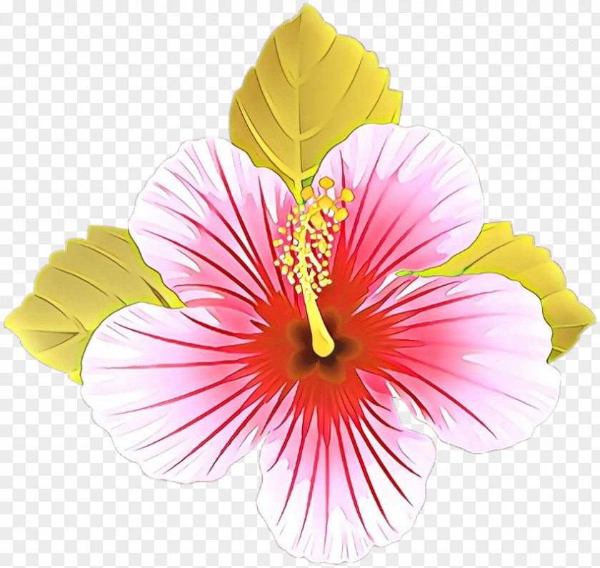 Mallow Family Pink Flower Hibiscus Petal Hawaiian Chinese PNG