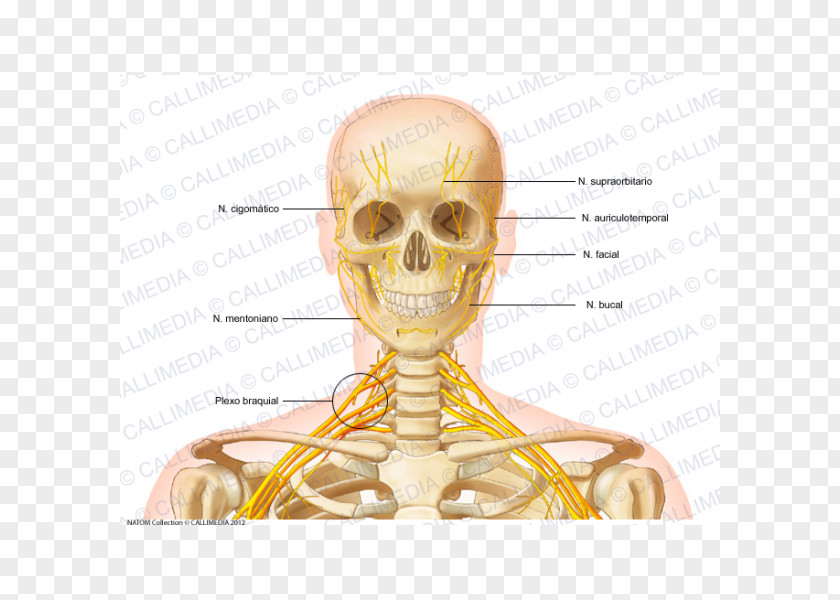 Skull Head And Neck Anatomy Bone Human Skeleton PNG