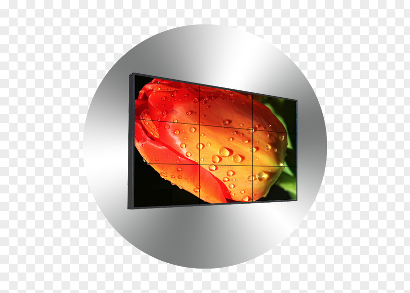 Video Wall Flower Tulip Drop Photography Petal PNG
