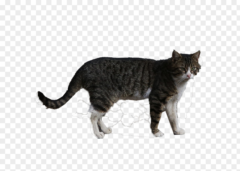 A Cat Animal Photography Computer File PNG