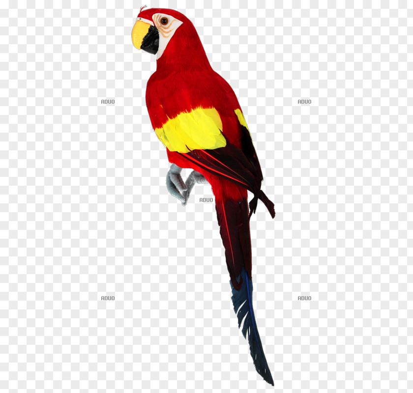 Bird Macaw Loriini Chicken True Parrot PNG