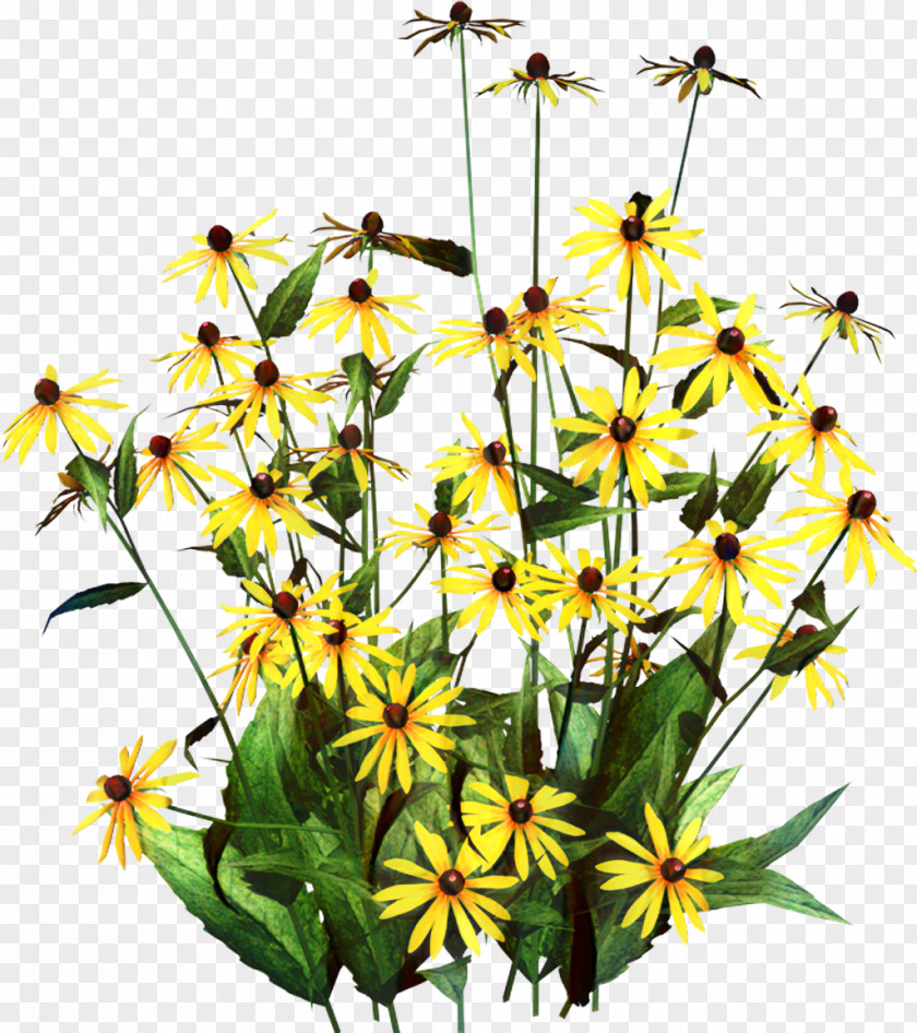 Black-eyed Susan Clip Art Garden Image PNG