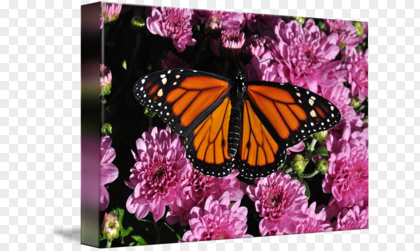 Glossy Butterflys Monarch Butterfly Art Current Gallery Insect PNG