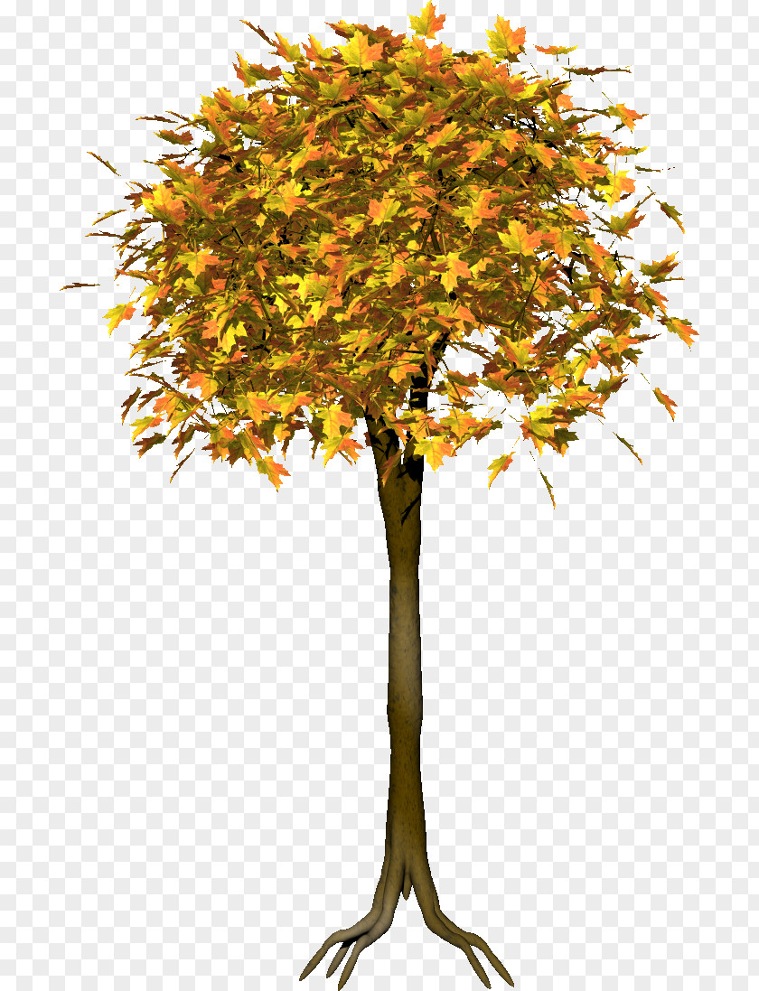 Leaf Twig Deciduous Tree Shrub PNG