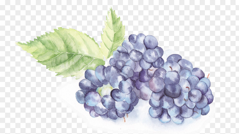 Painted Fruit Watercolor Painting PNG