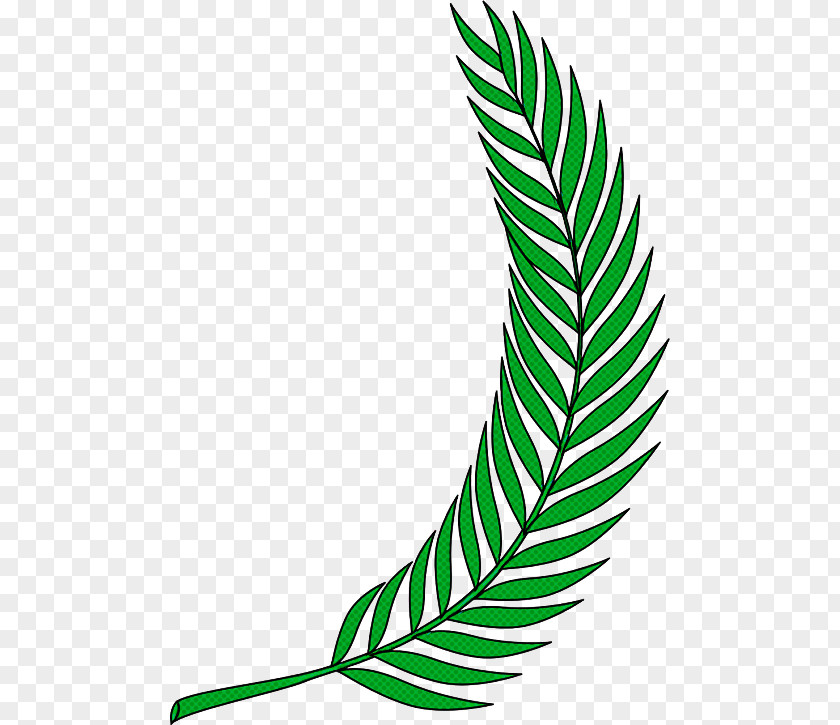 Plant Stem Quill Feather PNG