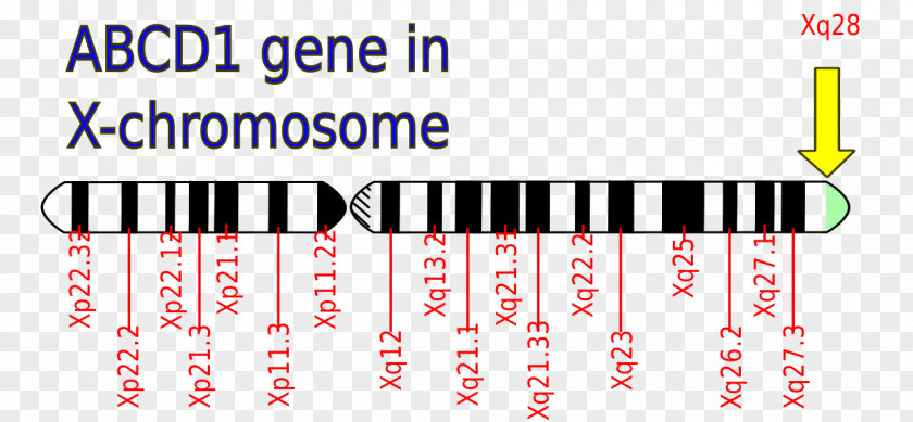 Adrenoleukodystrophy Disease ABCD1 X Chromosome Mutation PNG