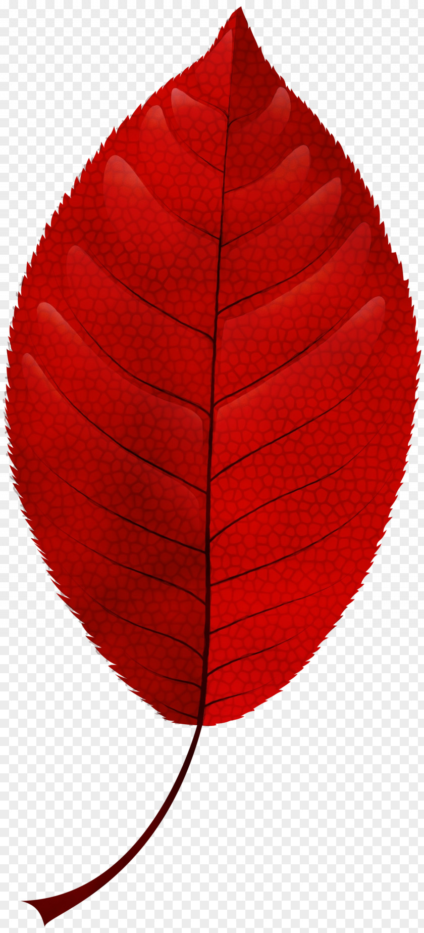 Autumn Leaf Color Clip Art Maple PNG