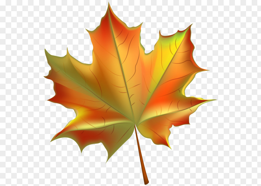 Beautiful Autumn Cliparts Leaf Color Clip Art PNG