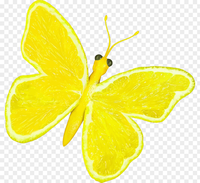 Citrus Butterfly Lemon Orange Fruit Clip Art PNG