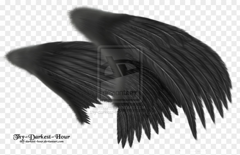 Feather Angel Wing Clip Art PNG