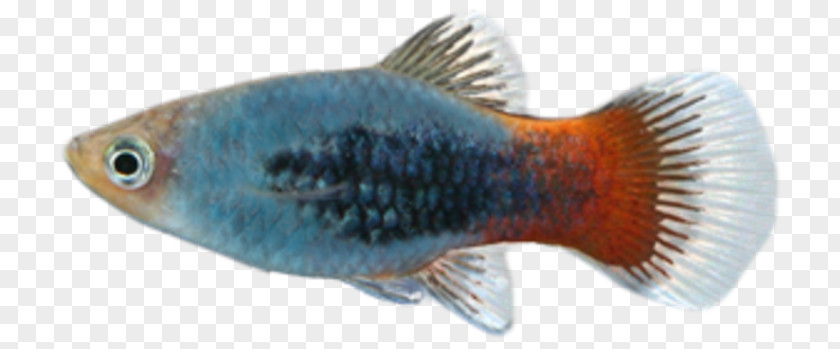 Fish PNG